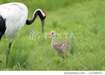 父母和孩子的起重機 12188457