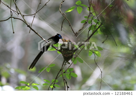 長尾小鸚鵡 12188461