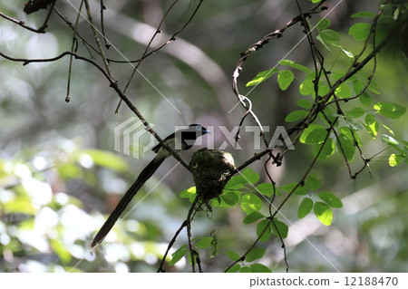 長尾小鸚鵡 12188470