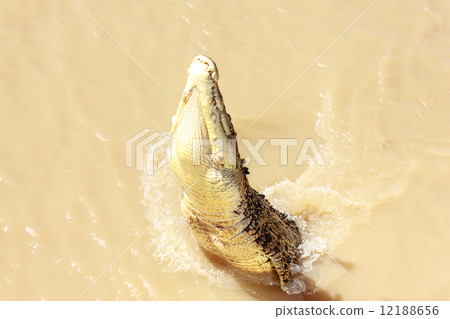 Crocodile jumping 12188656