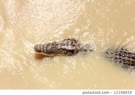 Crocodile Crocodile 12188659