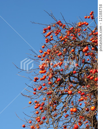 Persimmon trees with lots of fruits 12188758
