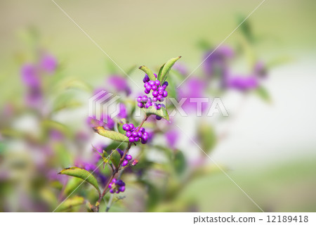 Murasaki Shikibu Murasaki Shikibu 12189418