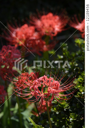 Higanbana (cluster amaryllis) Higanbana (cluster amaryllis) 12189456
