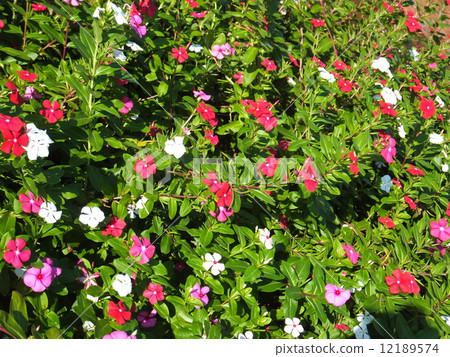 Nichinichiso Nichinichiso 12189574