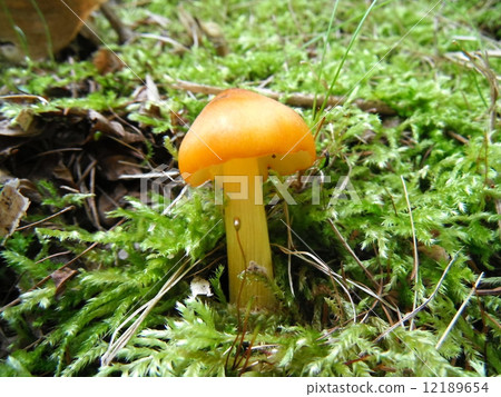 Akayamadake 12189654