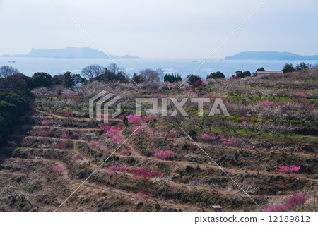 Ayabe Mountain Bairin and Ikema Islands 12189812