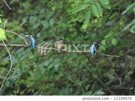 金魚小雞 12189978