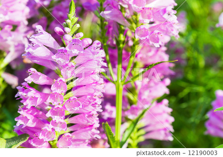 Physostegia virginiana 12190003