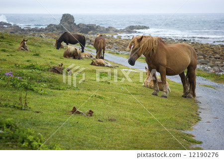 一群冷馬 12190276