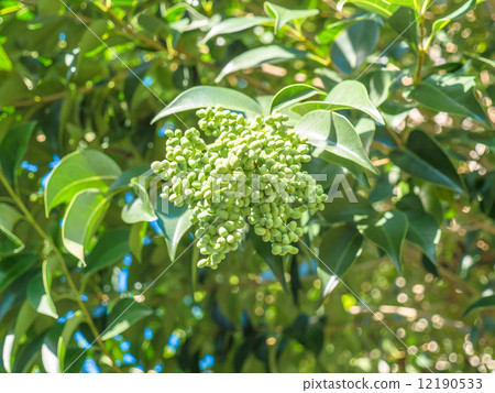 Fruit of tow mimicipe 12190533