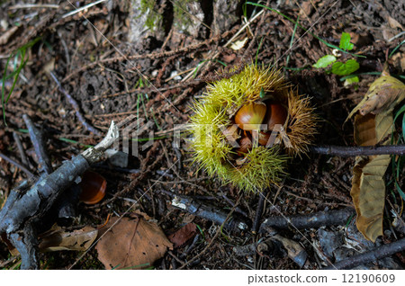 栗子 栗子 12190609