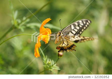 Kivana cosmos and lumbar butterfly Kivana cosmos and lumbar butterfly 12191052