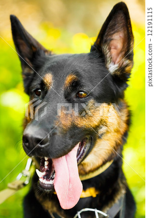 German Shepherd Dog 12191115
