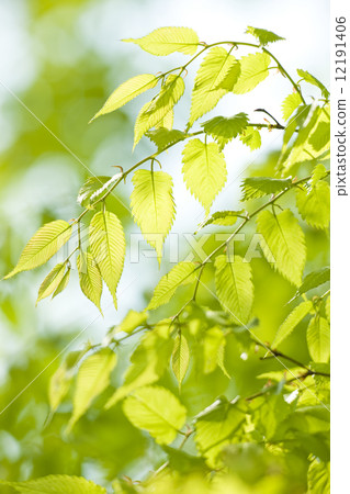 Young leaves of Zelkova Young leaves of Zelkova 12191406