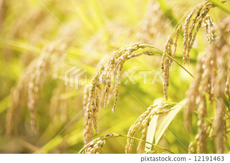 Rice panicle of glutinous rice 12191463