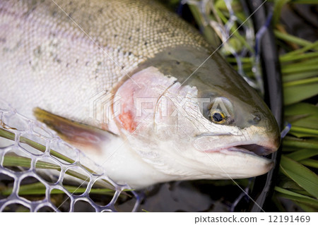Rainbow trout fished 12191469