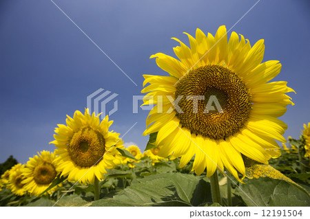 Sunflower field 12191504