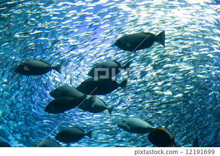 沙丁魚 沙丁魚 12191699