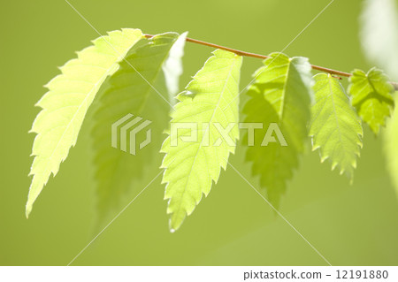Beech leaves Beech leaves 12191880