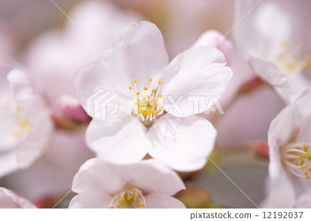 櫻花花 櫻花花 12192037