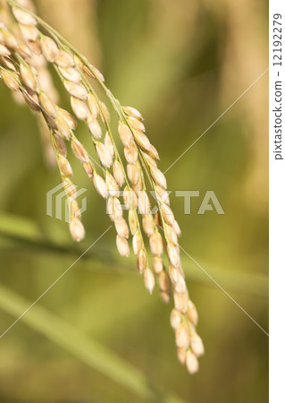 Rice field Rice field 12192279