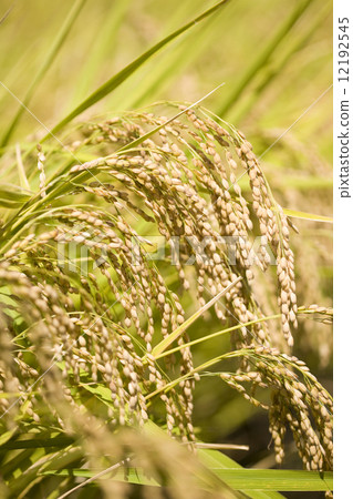 Rice panicle of glutinous rice Rice panicle of glutinous rice 12192545