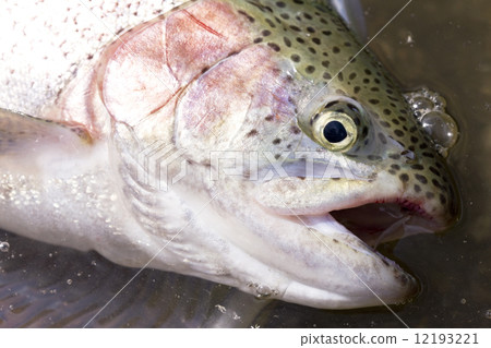 虹鱒魚捕撈 虹鱒魚捕撈 12193221