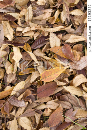 Leaves of yellow leaves Zelkova Leaves of yellow leaves Zelkova 12193222