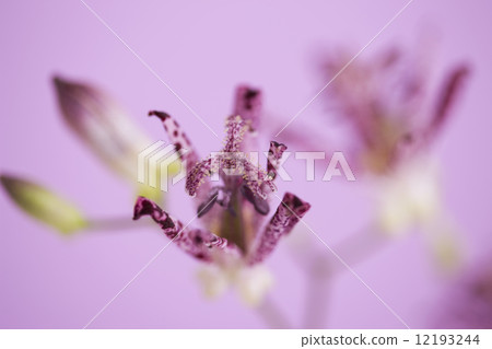 Hototogisu Hototogisu 12193244