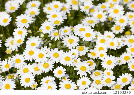 North pole flowers 12193279