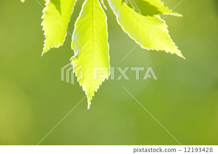 新的綠色形象 12193428