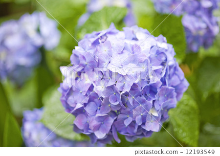 hydrangea flower hydrangea flower 12193549