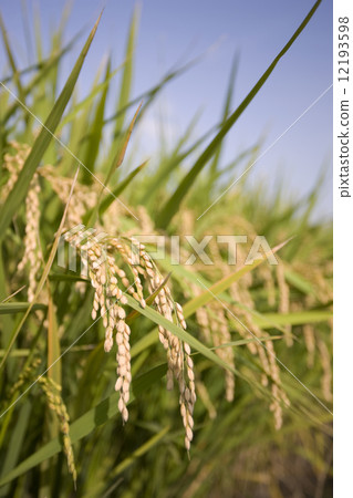 stock photo: ear of rice, paddy, rice plant