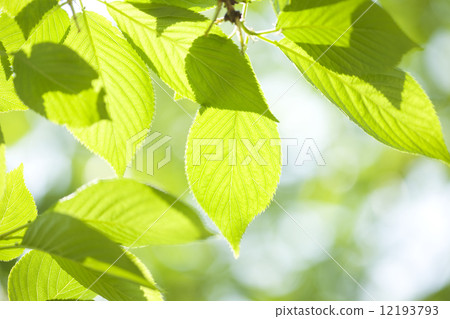 Sakura's young leaves 12193793