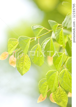 Young leaves of wigs 12193795