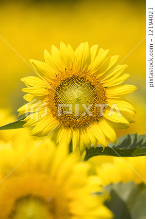 Sunflower field 12194021