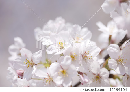 櫻花花 12194104