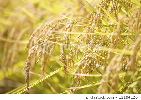 Rice panicle of glutinous rice 12194126
