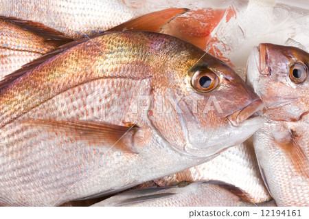 Natural red sea bream Natural red sea bream 12194161