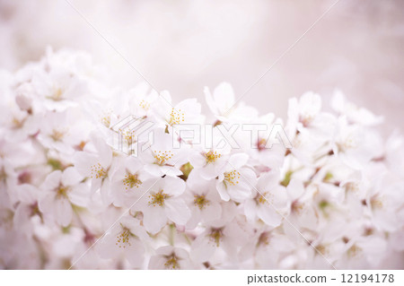 櫻花花 12194178