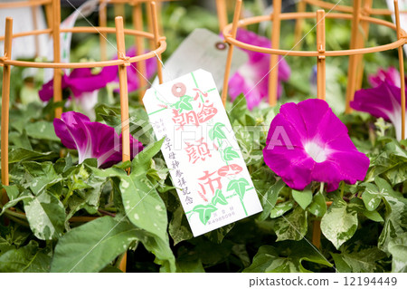 Morning-shi of Iriya Kiko 12194449