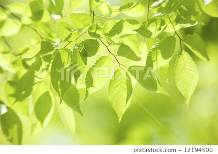 Zelkova年輕葉子 Zelkova年輕葉子 12194500