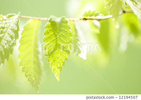 Beech leaves 12194507