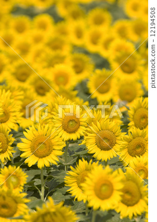 Sunflower field 12194508