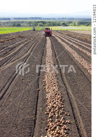 Onion harvest, Naganuma cho 12194813