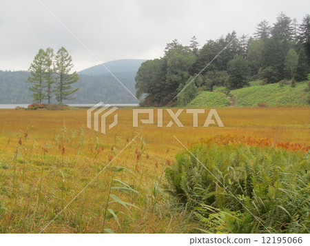 Grass autumn leaves (Ozenumae Owa Marsh) Grass autumn leaves (Ozenumae Owa Marsh) 12195066