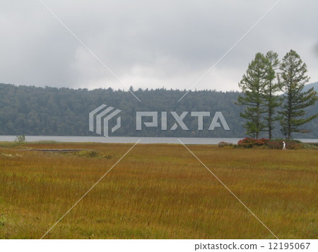 Grass autumn leaves (Ozenumae Owa Marsh) Grass autumn leaves (Ozenumae Owa Marsh) 12195067