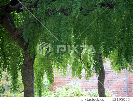 Shodare Enji Shodare Enji 12195093