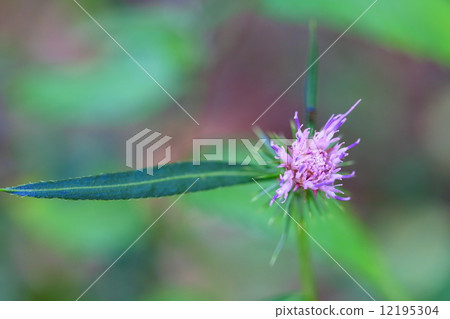 Tony thistle 12195304